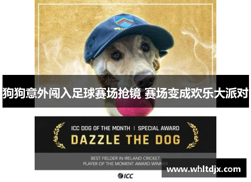 狗狗意外闯入足球赛场抢镜 赛场变成欢乐大派对